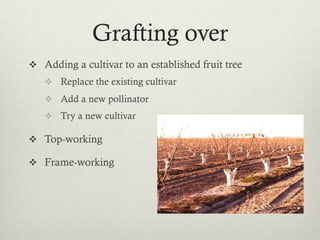 Grafting over
v  Adding a cultivar to an established fruit tree
v  Replace the existing cultivar
v  Add a new pollinator
v  Try a new cultivar
v  Top-working
v  Frame-working
 