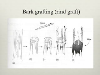 Bark grafting (rind graft)
 