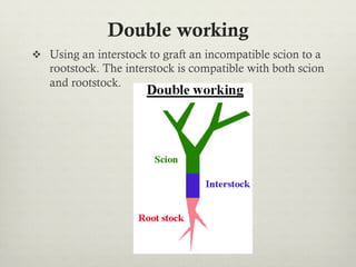 Double working
v  Using an interstock to graft an incompatible scion to a
rootstock. The interstock is compatible with both scion
and rootstock.
 