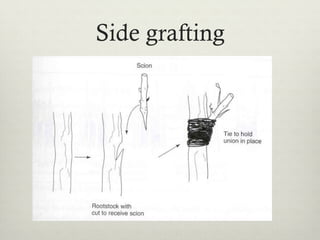Side grafting
 