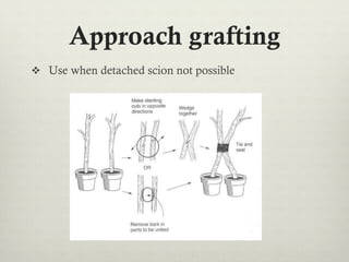 Approach grafting
v  Use when detached scion not possible
 