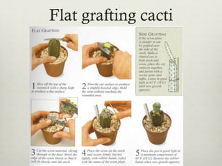 Flat grafting cacti
 