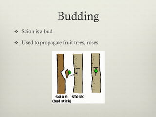 Budding
v  Scion is a bud
v  Used to propagate fruit trees, roses
 