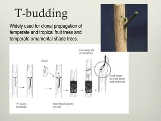 T-budding
Widely used for clonal propagation of
temperate and tropical fruit trees and
temperate ornamental shade trees.
 