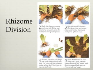 Rhizome
Division
 