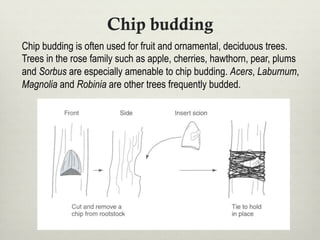 Chip budding
Chip budding is often used for fruit and ornamental, deciduous trees.
Trees in the rose family such as apple, cherries, hawthorn, pear, plums
and Sorbus are especially amenable to chip budding. Acers, Laburnum,
Magnolia and Robinia are other trees frequently budded.
 