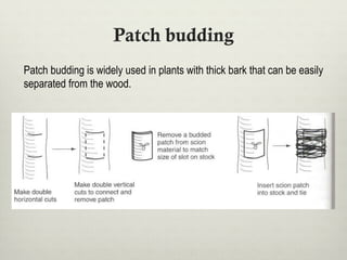 Patch budding
Patch budding is widely used in plants with thick bark that can be easily
separated from the wood.
 