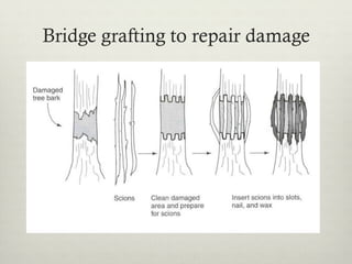 Bridge grafting to repair damage
 