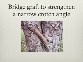 Bridge graft to strengthen
a narrow crotch angle
 