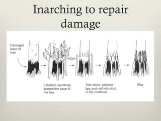 Inarching to repair
damage
 