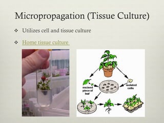 Micropropagation (Tissue Culture)
v  Utilizes cell and tissue culture
v  Home tissue culture
 
