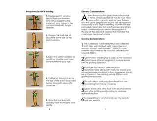 General Considerations
1The budwoods to be used should be collected
from trees with the best yield capacities and
resistant to pests and diseases.Preferably those
varieties approved by the National Seed Industry
Council (NSIC).
2Germinated seedling top is used, as the rootstock
should have at least two pairs of mature leaves
before grafting operation.
3Budsticks (fan branch) selected from
recommended clones with matured leaves and
whose terminals are about to flush or emerge should
be gathered in the morning before 8:00am and
grafted immediately.
4Do not collect bud wood from trees that are
recovering from heavy cropping.
5Clean knives and other tools with alcohol before
and after grafting and budding to minimize
disease infection.
6Avoid grafting in very hot and very dry periods
and wet periods.
A
sexual propagation gives more advantage
in terms of reproduction of true-to-type trees,
more uniform growth, early to bear flowers,
and the clone perpetuates most if not all important
characters of the original seedling mother tree like
pod value, bean size, fruit wall thickness and others.
Major considerations in asexual propagation is
the use of the selected varieties that manifest the
characters mentioned above.
General ConsiderationsProcedures in Patch Budding
1. Prepare patch window
two to three centimeters
long without opening the
same as it may dry up or be
contaminated with fungal
diseases.
2. Prepare the bud eye of
about the same size as the
patch window.
3. Open the patch window as
quickly as possible and insert
immediately the bud eye.
4. Cut half of the patch so as
the eye of the scion is exposed
before tying with plastics to
cover cell.
5. Wrap the bud eye with
budding tape thoroughly and
gently.
14
 