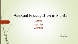 Asexual Propagation in Plants
Cutting
Layering
Grafting
Surya S
21PHBOF002
 