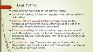 Leaf Cutting
 There are four main kinds of leaf cuttings, namely
 partial leaf cuttings, full leaf cuttings, leaf-vein cuttings and leaf-
bud cuttings.
 1. Partial leaf cuttings and full leaf cuttings: These are the
herbaceous cuttings which involve either a piece of a leaf or an
entire leaf. Begonia, Peperomia, Sansevieria
 2. Leaf-vein cuttings: In this method, cutting is made at several
points through leaf-veins. The leaf is then placed face down on the
propagation medium. Plantlets grow from the cut points which touch
the medium.
 3. Leaf-bud cuttings: These are short pieces of stem, with an
attached leaf and a bud in the leaf axil. This method is useful when
the source of cutting is limited.
 