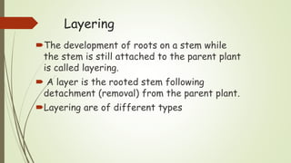 Layering
The development of roots on a stem while
the stem is still attached to the parent plant
is called layering.
 A layer is the rooted stem following
detachment (removal) from the parent plant.
Layering are of different types
 