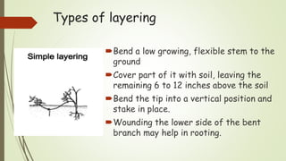 Types of layering
Bend a low growing, flexible stem to the
ground
Cover part of it with soil, leaving the
remaining 6 to 12 inches above the soil
Bend the tip into a vertical position and
stake in place.
Wounding the lower side of the bent
branch may help in rooting.
 