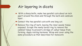 Air layering in dicots
 With a sharp knife, make two parallel cuts about an inch
apart around the stem and through the bark and cambium
layer.
 Connect the two parallel cuts with one long cut.
 Remove the ring of bark, leaving the inner woody tissue
exposed. Scrape the newly bared ring to remove the
cambial tissue to prevent a bridge of callus tissue from
forming. Apply rooting hormone. Wrap and cover using the
same procedure as that described for monocots
 