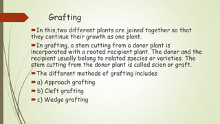 Grafting
In this,two different plants are joined together so that
they continue their growth as one plant.
In grafting, a stem cutting from a donor plant is
incorporated with a rooted recipient plant. The donor and the
recipient usually belong to related species or varieties. The
stem cutting from the donor plant is called scion or graft.
The different methods of grafting includes
a) Approach grafting
b) Cleft grafting
c) Wedge grafting
 