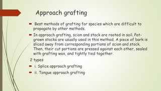 Approach grafting
 Best methods of grafting for species which are difficult to
propagate by other methods.
 In approach grafting, scion and stock are rooted in soil. Pot-
grown stocks are usually used in this method. A piece of bark is
sliced away from corresponding portions of scion and stock.
Then, their cut portions are pressed against each other, sealed
with grafting wax, and tightly tied together.
2 types
 i. Splice approach grafting
 ii. Tongue approach grafting
 