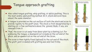Tongue approach grafting
 Also called tongue grafting, whip grafting, or splice grafting. This is
the most widely used grafting method. In it, stock and scion have
almost the same diameter.
 A tongue is provided on the cut surface of both the stock and scion to
provide rigidity to the graft union. The stock is first decapitated by a
slanting cut, a few centimeters above the ground. Buds, if any, are
removed from it.
 Then, the scion is cut away from donor plant by a slanting cut. For
producing the tongue, a downward cut is made on the cut end of the
stock, and an upward cut on the cut end of the Scion.
 The scion is then tightly fixed (spliced) to the cut end of the stock.
The graft joint is sealed with grafting wax and tied firmly.
 