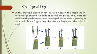 Cleft grafting
 In this method, clefts or notches are made in the stock and in
them wedge shaped cut ends of scions are fixed. The joints are
sealed with grafting wax and bandaged. Scion starts growing on
the stock. In cleft grafting, the stock is large, and the scion is
small.
 