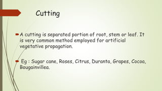 Cutting
A cutting is separated portion of root, stem or leaf. It
is very common method employed for artificial
vegetative propagation.
 Eg : Sugar cane, Roses, Citrus, Duranta, Grapes, Cocoa,
Bougainvillea.
 