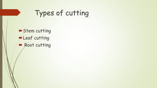 Types of cutting
Stem cutting
Leaf cutting
 Root cutting
 