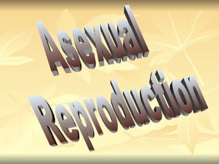 Asexual Reproduction 