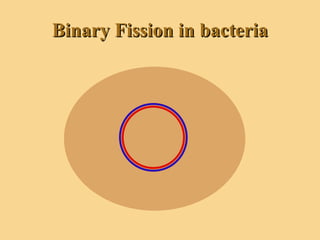 Binary Fission in bacteria 