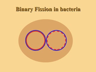 Binary Fission in bacteria 
