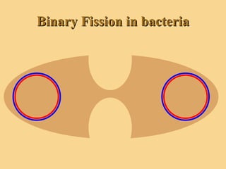 Binary Fission in bacteria 
