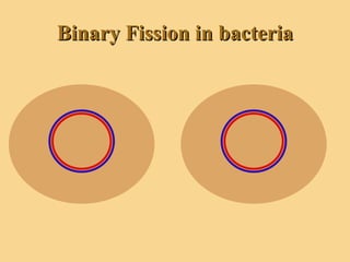 Binary Fission in bacteria 