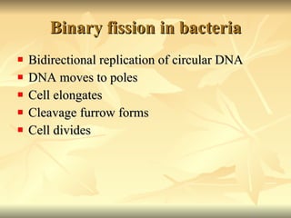 Binary fission in bacteria Bidirectional replication of circular DNA DNA moves to poles Cell elongates Cleavage furrow forms Cell divides 