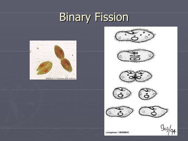 What form of asexual reproduction is shown here picture 256