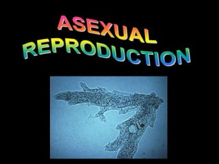 Four main methods of asexual
       reproduction are:

1. BINARY FISSION e.g. Amoeba
 