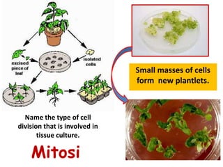 When choosing the parent plant to
 propagate the new individuals from it:

2. It should be:
      genetically strong and ...