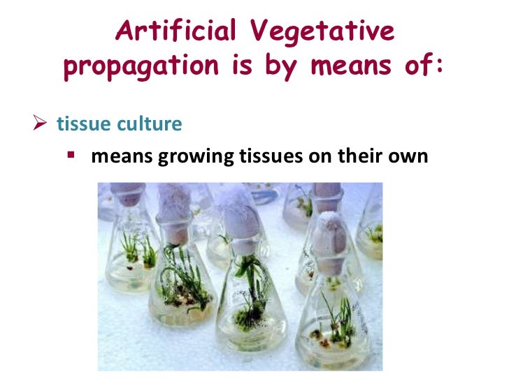 Asexual reproduction
