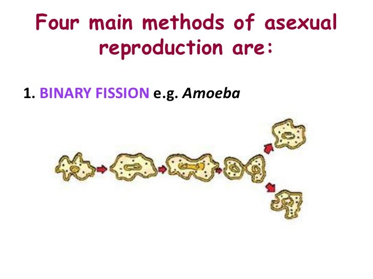 Asexual reproduction