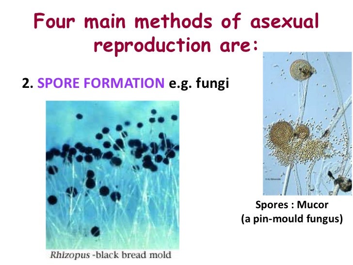 asexual reproduction what is a form of asexual reproduction