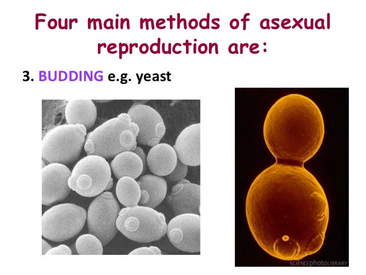 Asexual reproduction