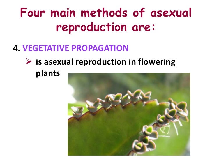 Asexual reproduction