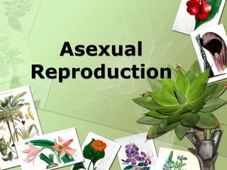 Asexual
Reproduction
 