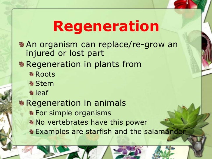 Asexual reproduction