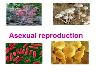 Asexual reproduction
 