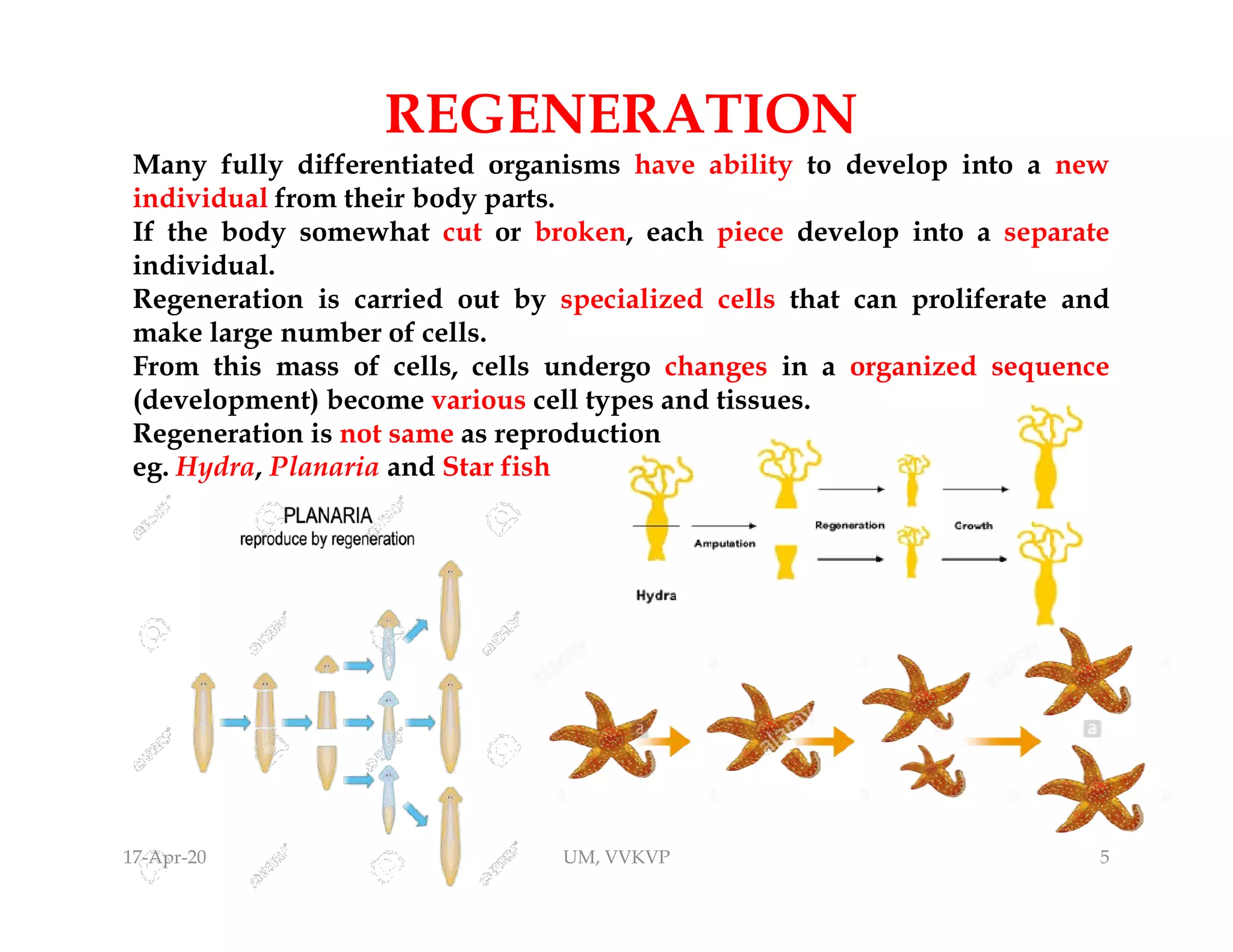 Asexual reproduction - mode of reproduction by single organisms | PDF