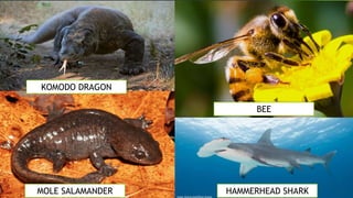 KOMODO DRAGON
MOLE SALAMANDER
BEE
HAMMERHEAD SHARK
 