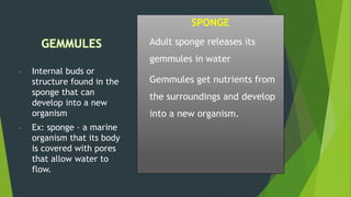 SPONGE
- Adult sponge releases its
gemmules in water
- Gemmules get nutrients from
the surroundings and develop
into a new organism.
- Internal buds or
structure found in the
sponge that can
develop into a new
organism
- Ex: sponge – a marine
organism that its body
is covered with pores
that allow water to
flow.
 