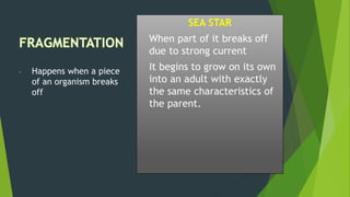 SEA STAR
- When part of it breaks off
due to strong current
- It begins to grow on its own
into an adult with exactly
the same characteristics of
the parent.
- Happens when a piece
of an organism breaks
off
 