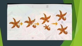 Asexual reproduction