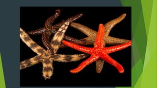 Asexual reproduction